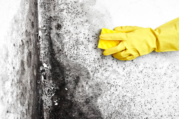 Scotts Valley, CA Mold Removal Company