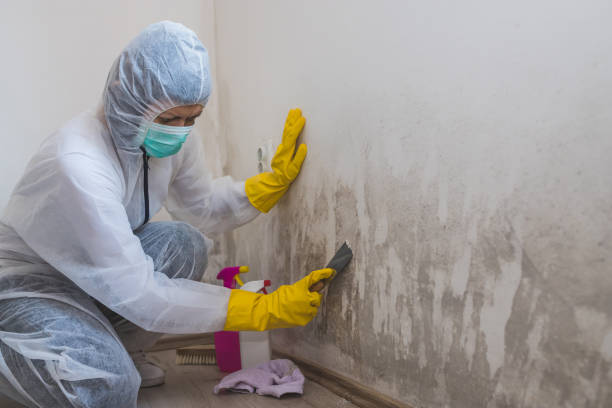 Best Affordable Mold Removal  in Scotts Valley, CA
