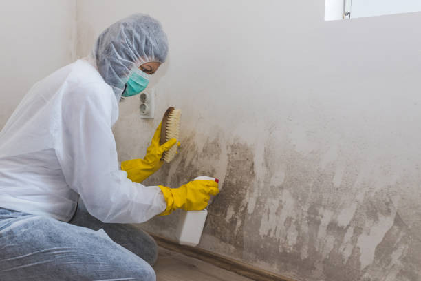 Best Best Mold Removal Companies  in Scotts Valley, CA