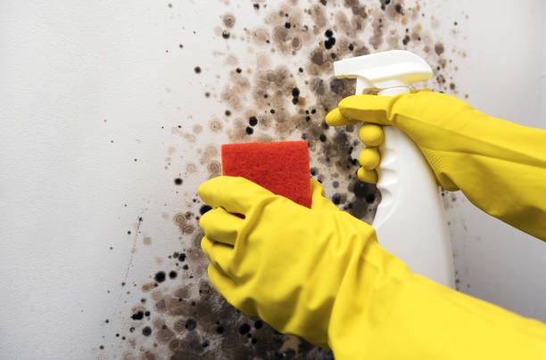 Best Mold Removal Near Me  in Scotts Valley, CA