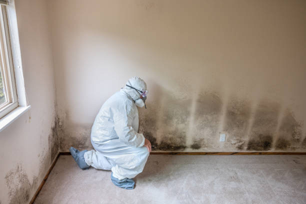Best Certified Mold Removal  in Scotts Valley, CA