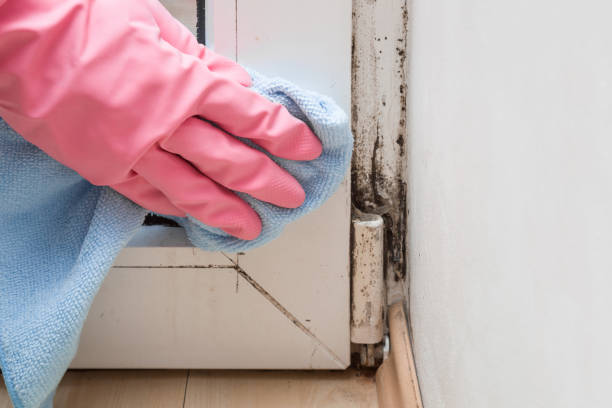 Best Toxic Mold Removal  in Scotts Valley, CA
