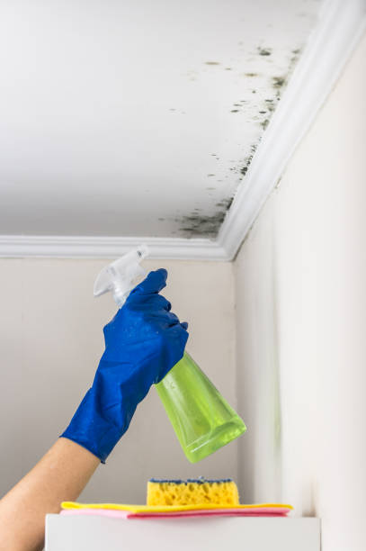 Best Best Mold Removal Companies  in Scotts Valley, CA